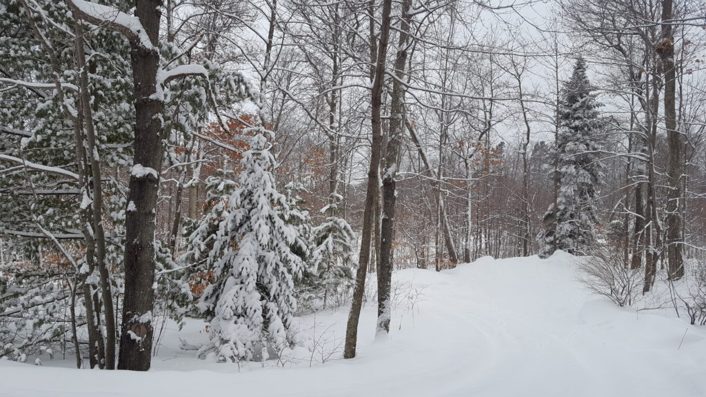 Wisconsin winter woods