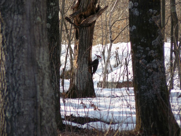 Woodpecker pecking at tree in woods