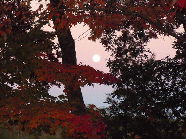 Harvest Moon Harvest moon seen through red fall leaves