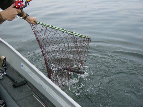 Boating the musky takes a sturdy net.
