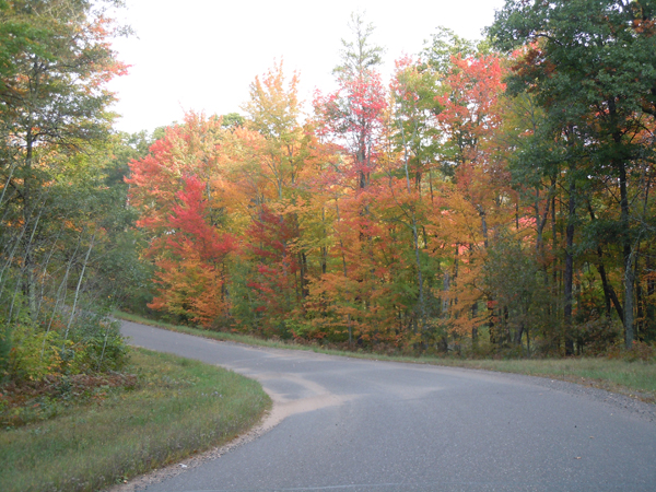 Colors of Maple