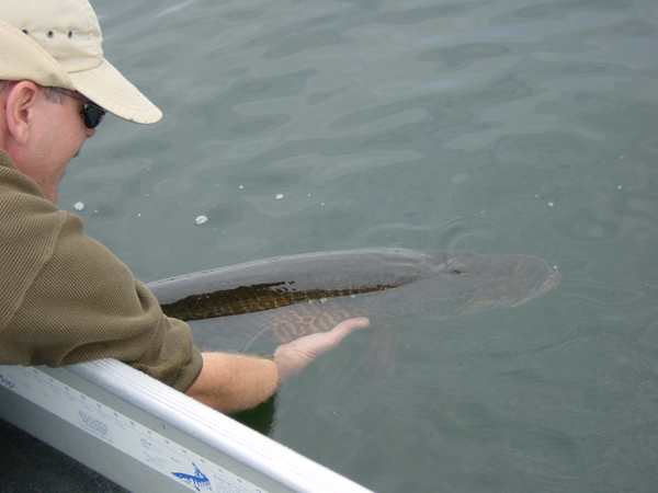 Make a gentle release back into the lake