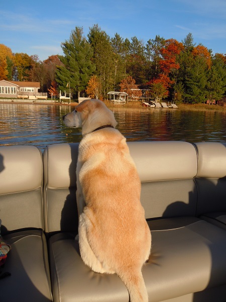 The Last Dog on the Lake | C21 Blog | C21 Sand County Services Inc.