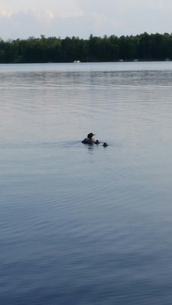 Ham Lake Loons photo by John Ingalls