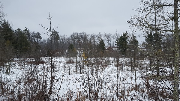 terrain