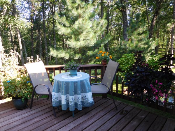 Overlooking the wood chip paths and pine forest.