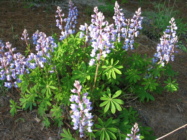 Purple and blue flowers with bright green leaves