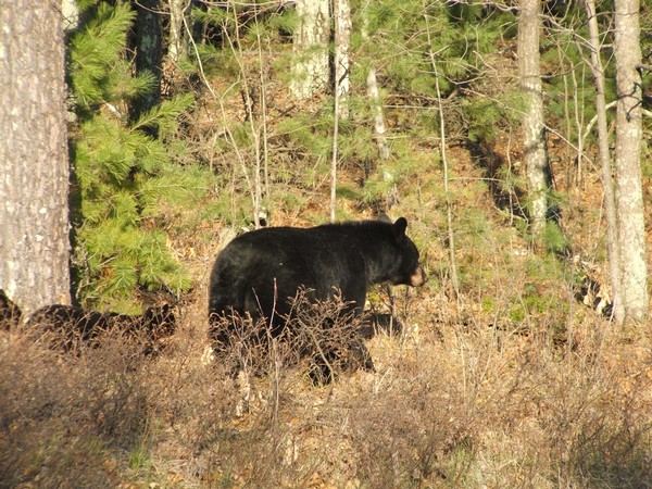 Mother black bear walking in the forest with her cubs