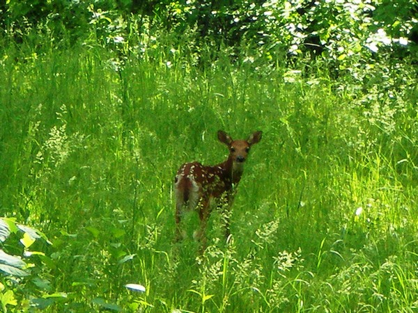 Spotted baby deer in bright green tall grass