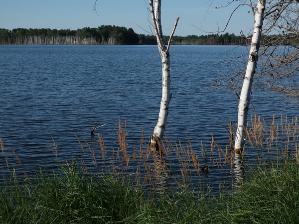 Birch trees and weeds submerged in the lake water