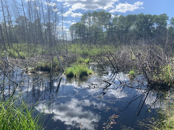 Trees brush and bushes submerged in water