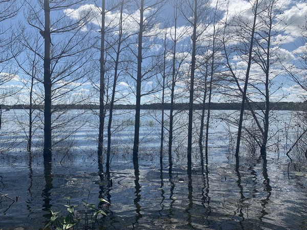 Trees submerged in water due to rising water levels 