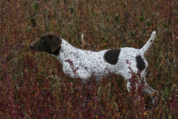 White hunting dog with brown spots in a field