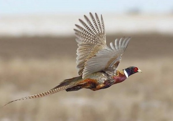 Close up of pheasant flying through the air