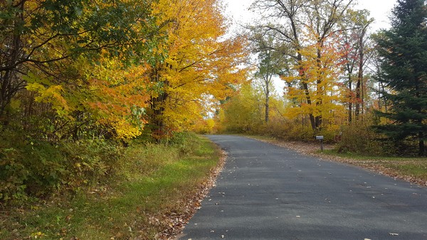 Bright yellow and green leaves on trees by paved path