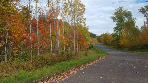 Fall trees next to bright green grass and paved road