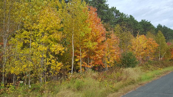 Bright yellow and orange tree leaves next to road