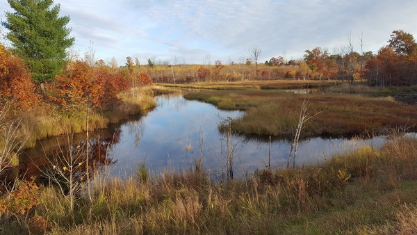 Fall scene of water surrounded by brown and red bushes