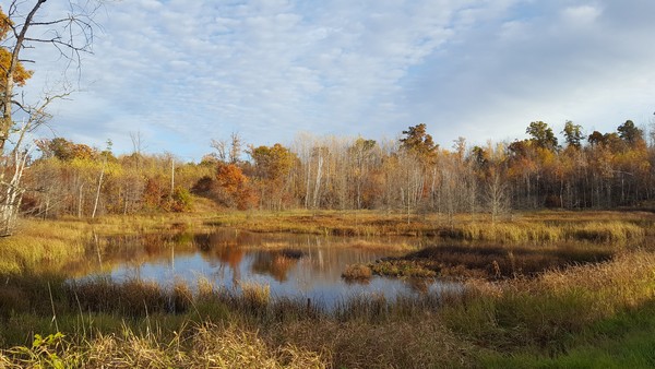 Brown trees and grass near water in the Fall