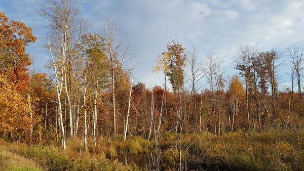 Birch trees near fall colored trees in the wetlands