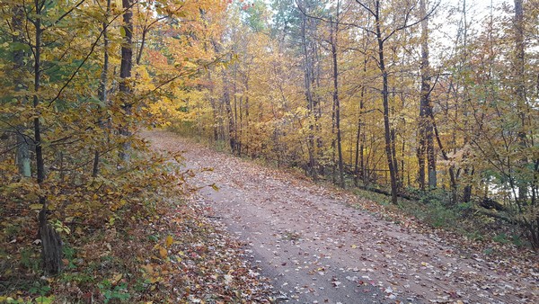 Dirt forest path littered with fallen leaves