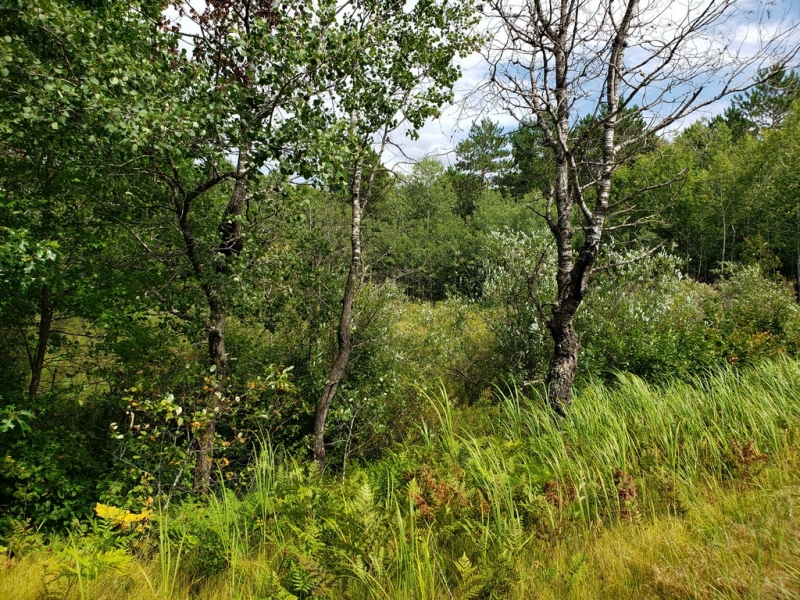 Image 10 of 12