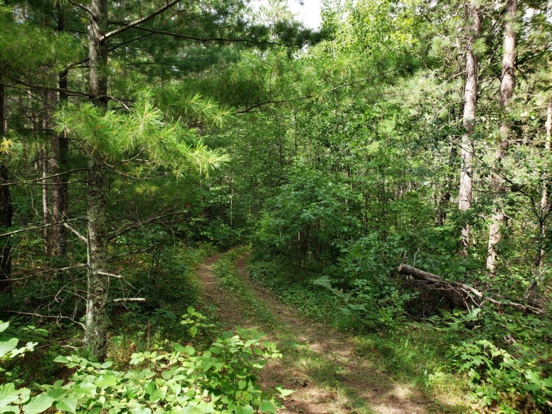 Image 5 of 12
