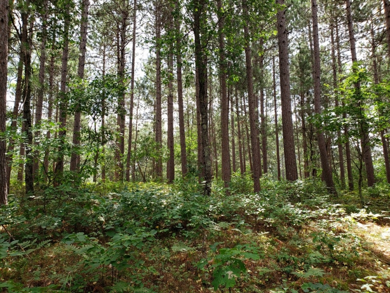 Image 6 of 12