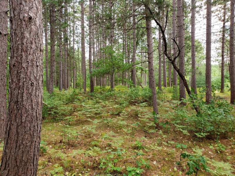 Image 7 of 12