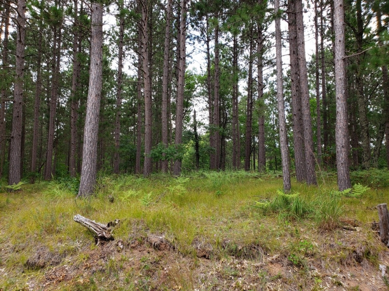 Image 8 of 12