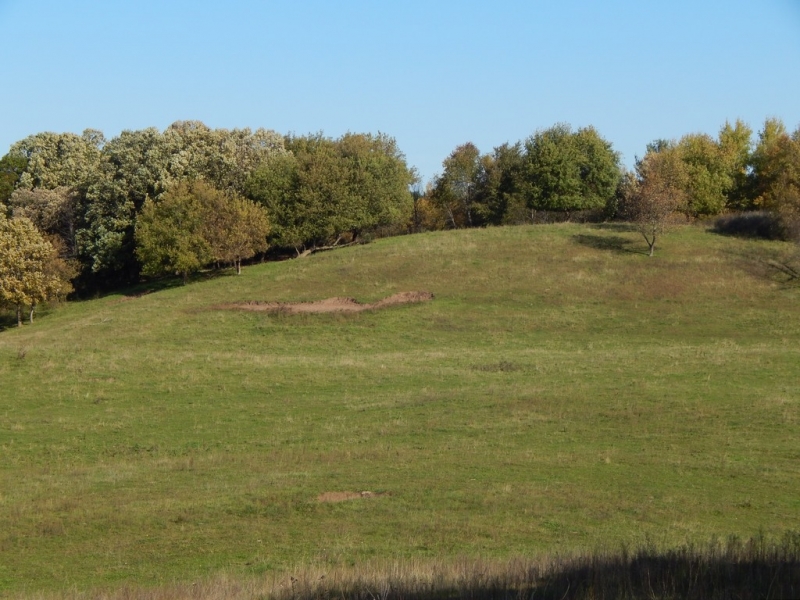 Image 6 of 13