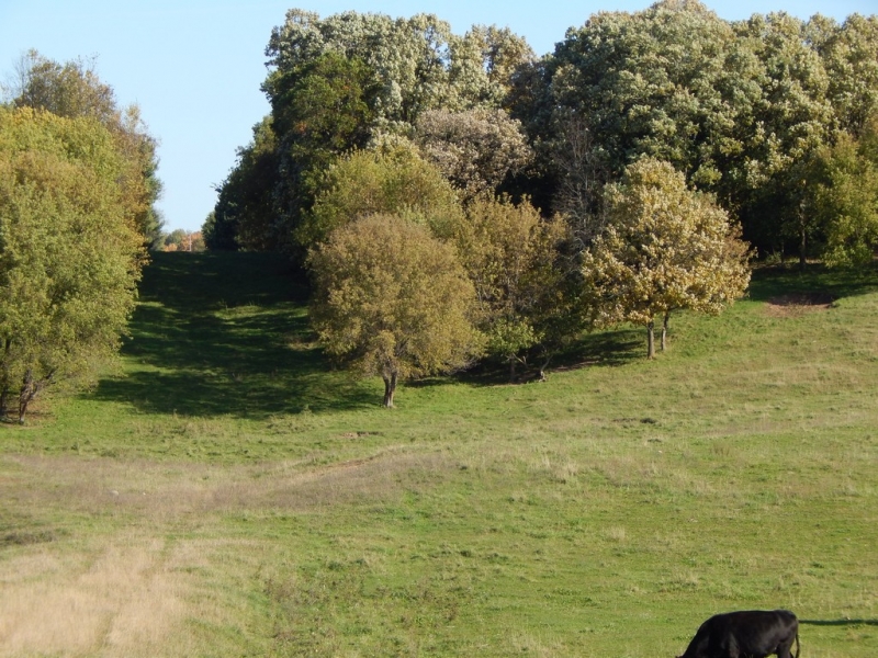 Image 9 of 13