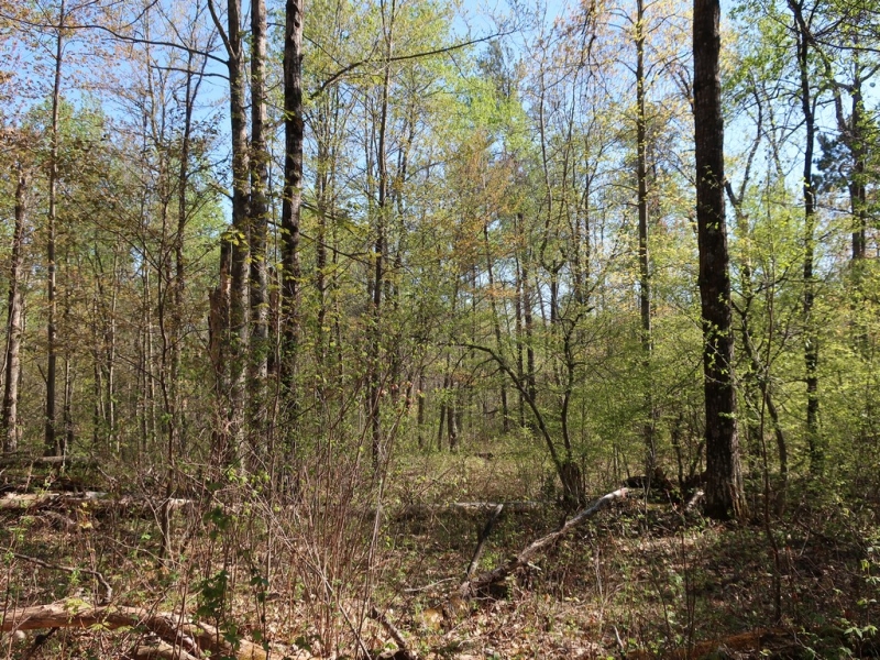 Image 2 of 8