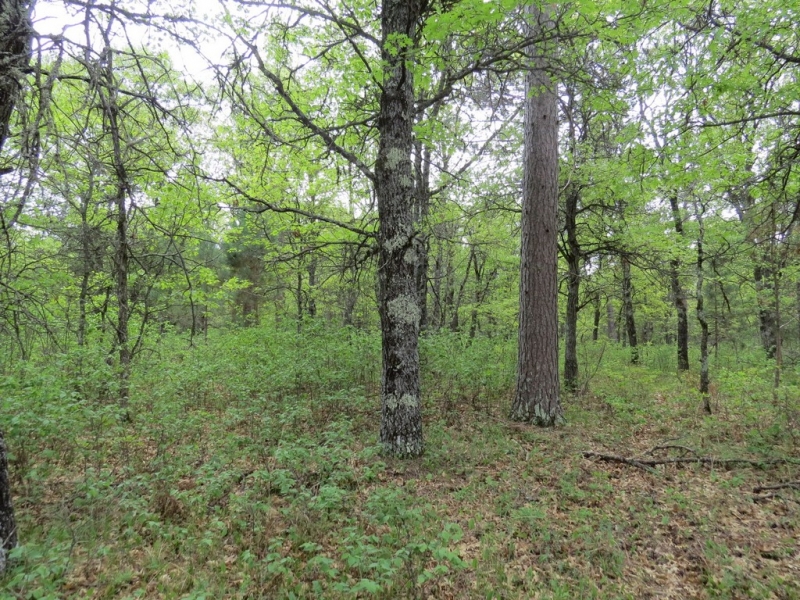 Image 9 of 13